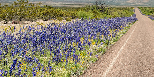 rural road with bluebonnets