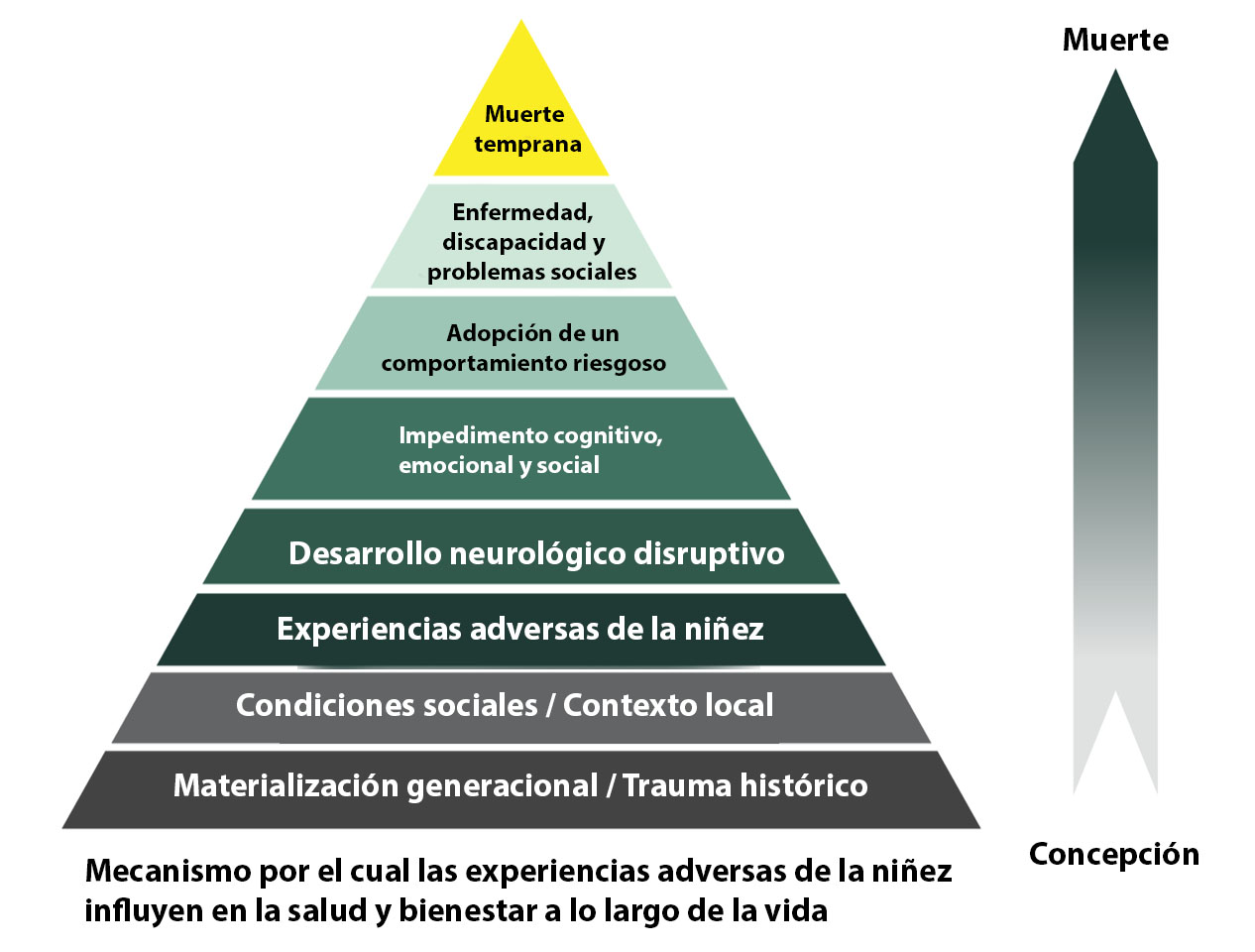 Gráfico tipo pirámide: mecanismo por el cual las experiencias adversas de la infancia influyen en la salud y el bienestar a lo largo de toda la vida. CDC.gov